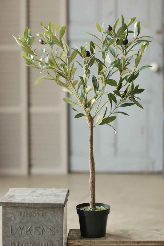 Olive Plant