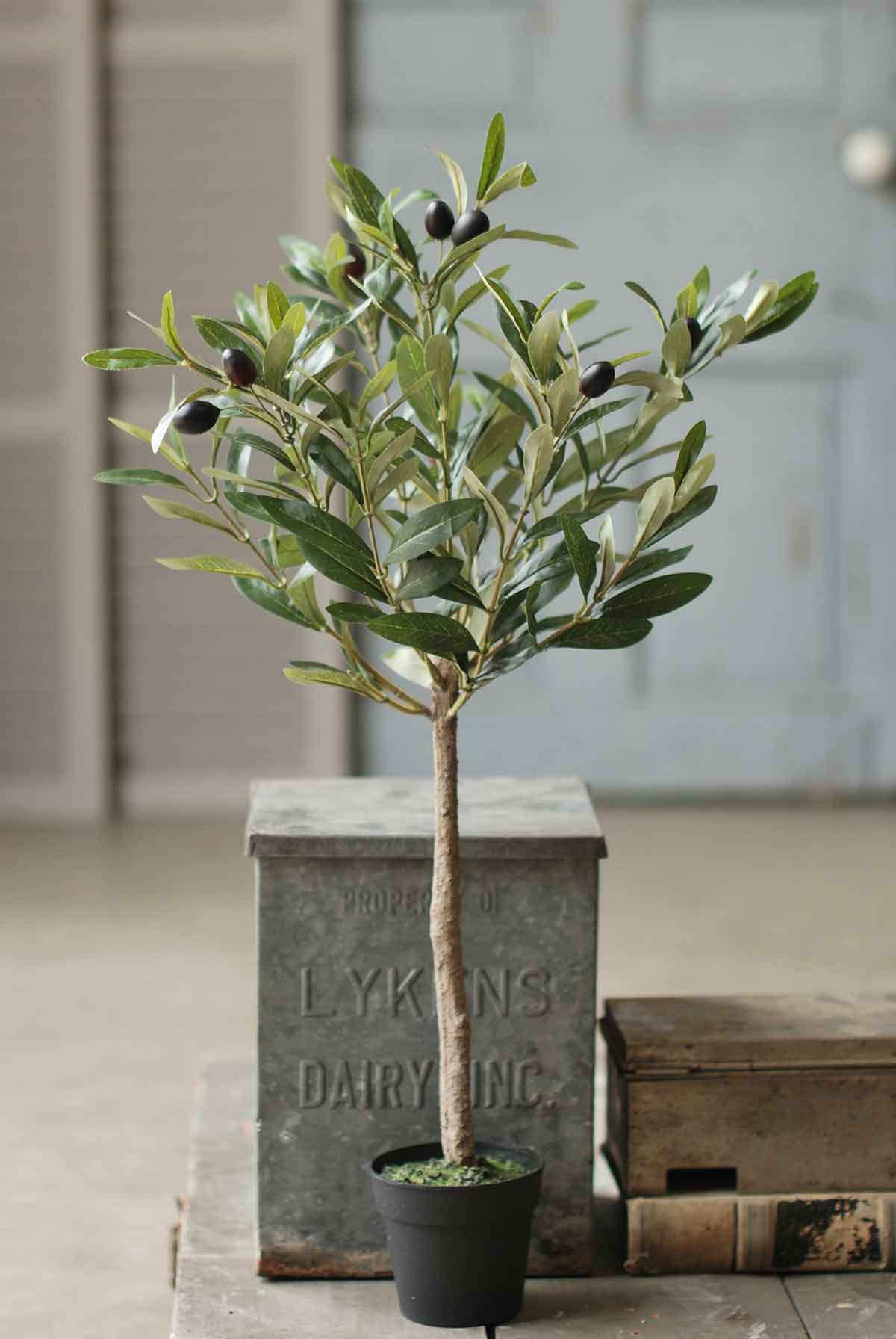 26” Olive Plant